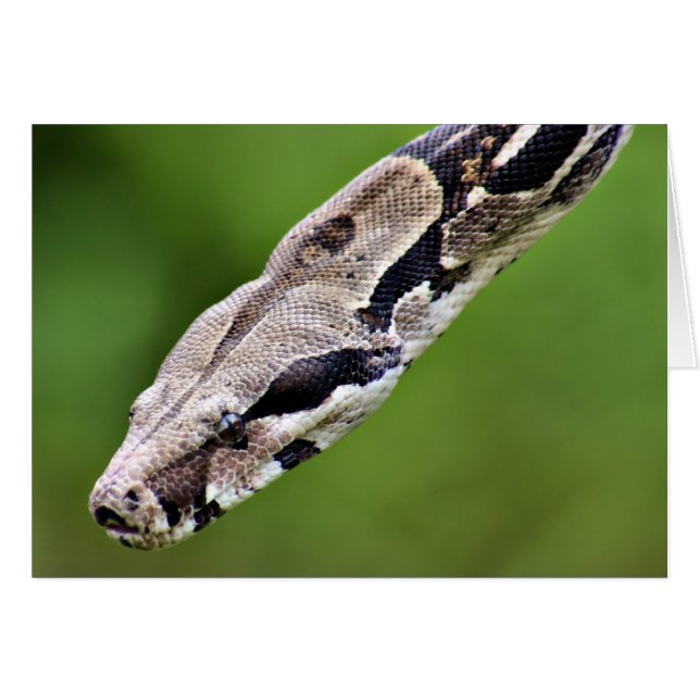 Boa Constrictor (Voorkant Horizontaal)