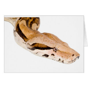Boa Constrictor