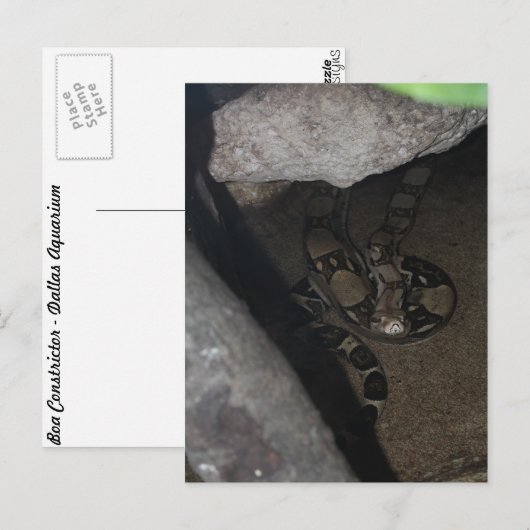 Boa Constrictor # 1 Briefkaart (Voorkant / Achterkant)