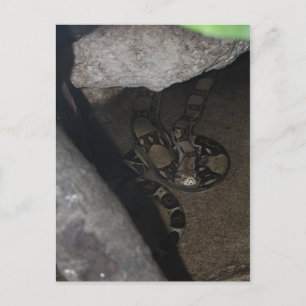 Boa Constrictor # 1 Briefkaart