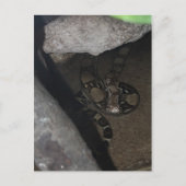 Boa Constrictor # 1 Briefkaart (Voorkant)