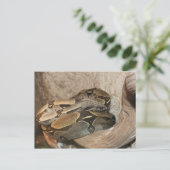 Boa Constrictor # 2 Briefkaart (Staand voorkant)