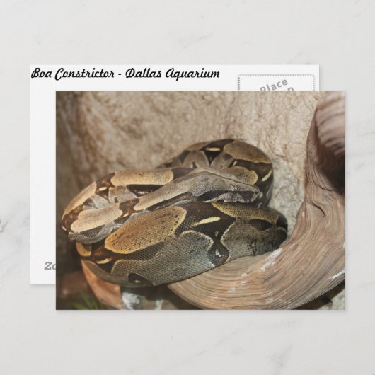 Boa Constrictor # 2 Briefkaart (Voorkant / Achterkant)