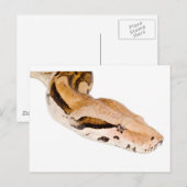 Boa Constrictor Briefkaart (Voorkant / Achterkant)