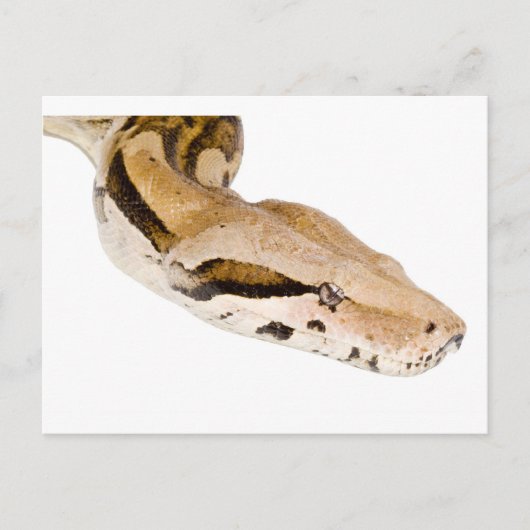Boa Constrictor Briefkaart (Voorkant)