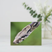 Boa Constrictor Briefkaart (Staand voorkant)