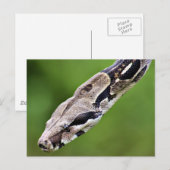 Boa Constrictor Briefkaart (Voorkant / Achterkant)