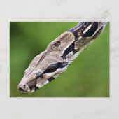 Boa Constrictor Briefkaart (Voorkant)