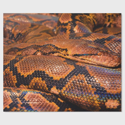 Boa Constrictor Cadeaupapier (Vlak)