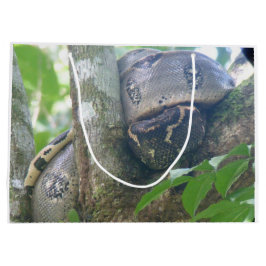 Boa Constrictor Cadeautas