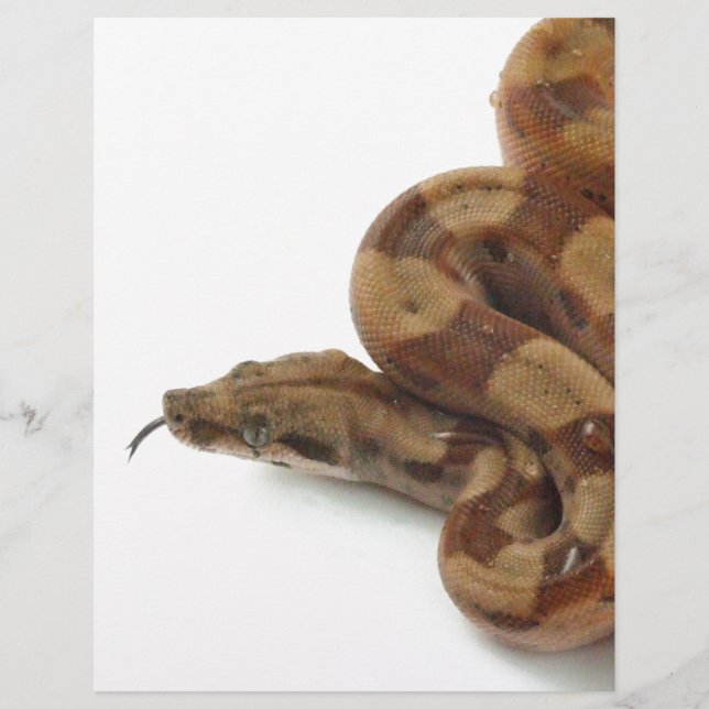 Boa Constrictor Coiled, flikkerende tong (Voorkant)