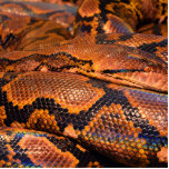 Boa Constrictor Fotobeeldje Ornament<br><div class="desc">Niet zeker of dit een python of een Boa is...  Maar ik ben  zeker dat het een Boa is. Het is hoe dan ook een erg coole slangenhuid.</div>