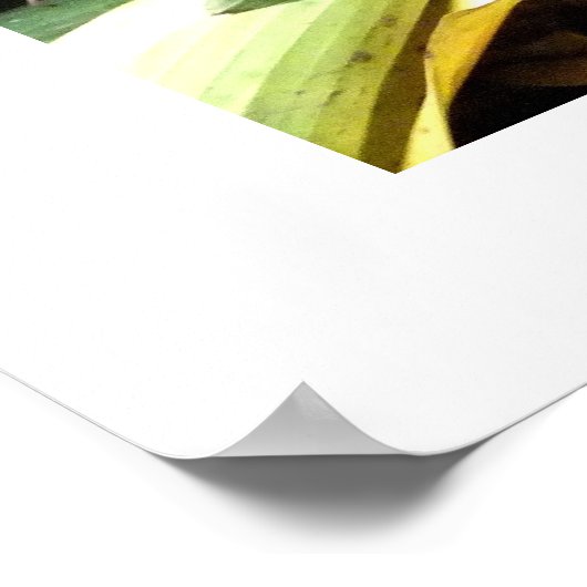 Boa constrictor poster (Hoek)