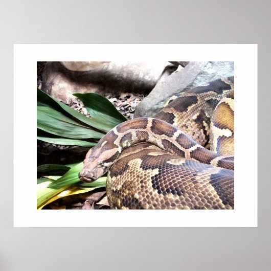 Boa constrictor poster (Voorkant)