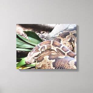 Boa constrictor reptiel canvas afdruk
