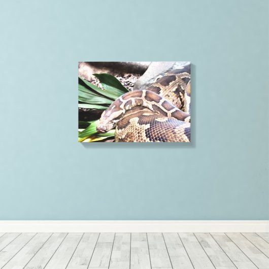 Boa constrictor reptile canvas afdruk (Insitu (Houten vloer))