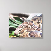 Boa constrictor reptile canvas afdruk (Voorkant)