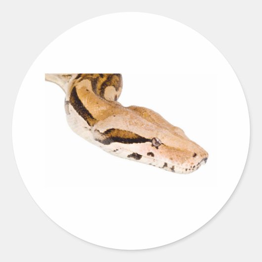 Boa Constrictor Ronde Sticker (Voorkant)
