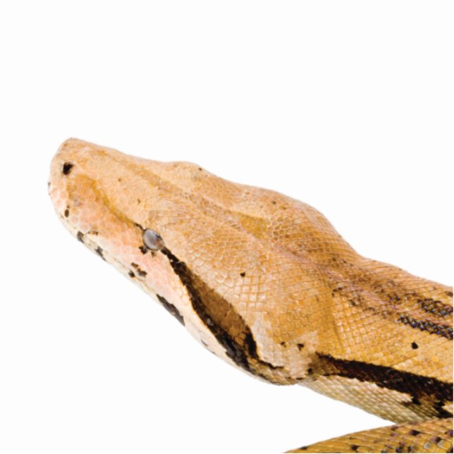 Boa Constrictor Staand Fotobeeldje (Voorkant)