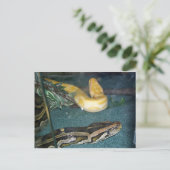 Boa Couple, 1 Briefkaart (Staand voorkant)
