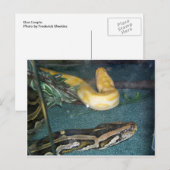 Boa Couple, 1 Briefkaart (Voorkant / Achterkant)
