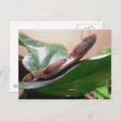 Boa-foto Briefkaart (Voorkant / Achterkant)