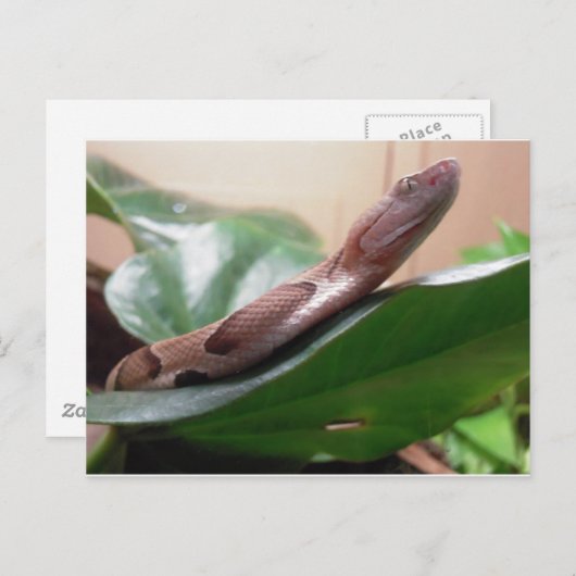 Boa-foto Briefkaart (Voorkant / Achterkant)