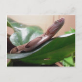 Boa-foto Briefkaart (Voorkant)