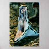 Boa Poster (Voorkant)