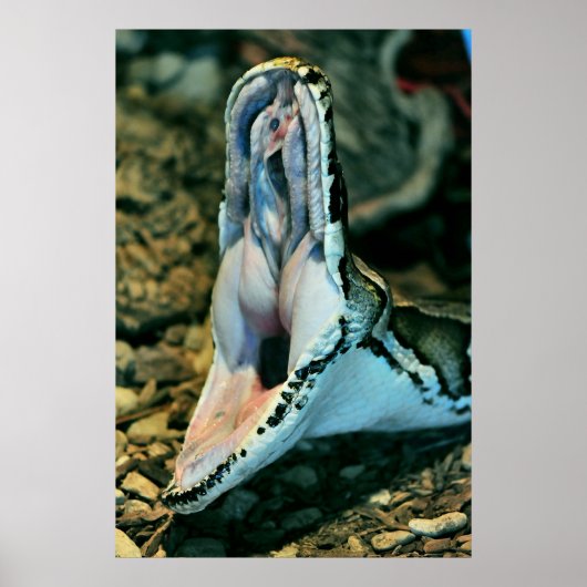 Boa Poster (Voorkant)