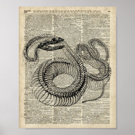 Boa Snake Skeleton Dictionary Page Art Poster (Voorkant)