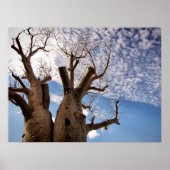 BOAB TREE POSTER (Voorkant)