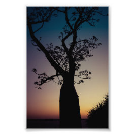 Boab Tree Silhouette bij Sunset Photo Print Foto Afdruk