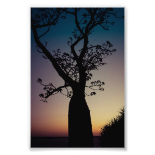 Boab Tree Silhouette bij Sunset Photo Print Foto Afdruk