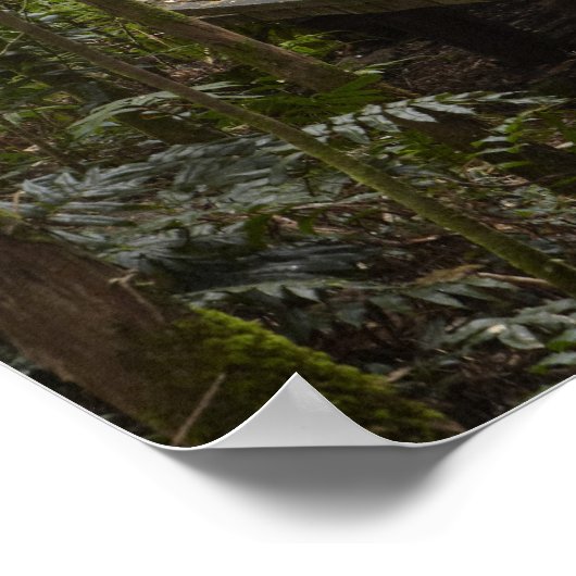 Boardwalk naar Nelson Herfsten, Franklin - Gordon Poster (Hoek)