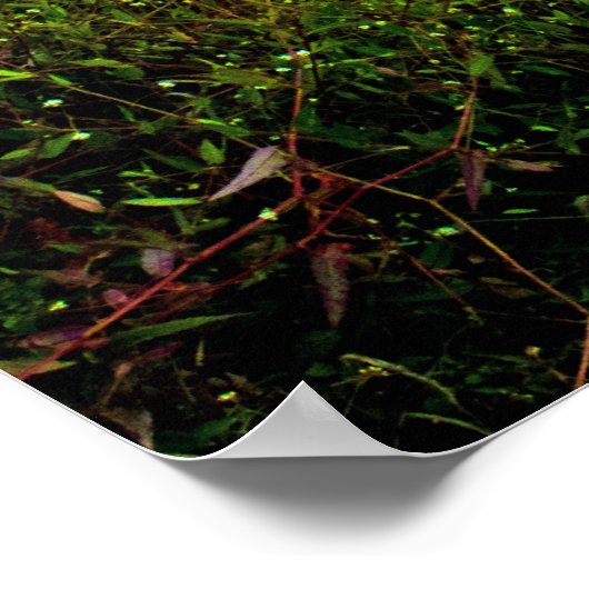 Boardwalk Poster (Hoek)