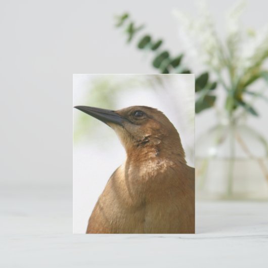 Boat Tailed Grackle Bird Foto Briefkaart (Staand voorkant)