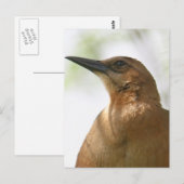 Boat Tailed Grackle Bird Foto Briefkaart (Voorkant / Achterkant)