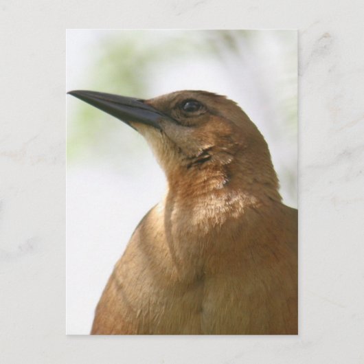 Boat Tailed Grackle Bird Foto Briefkaart (Voorkant)