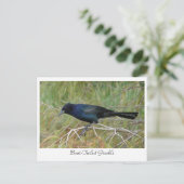 Boat-Tailed Grackle Briefkaart (Staand voorkant)