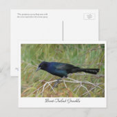 Boat-Tailed Grackle Briefkaart (Voorkant / Achterkant)