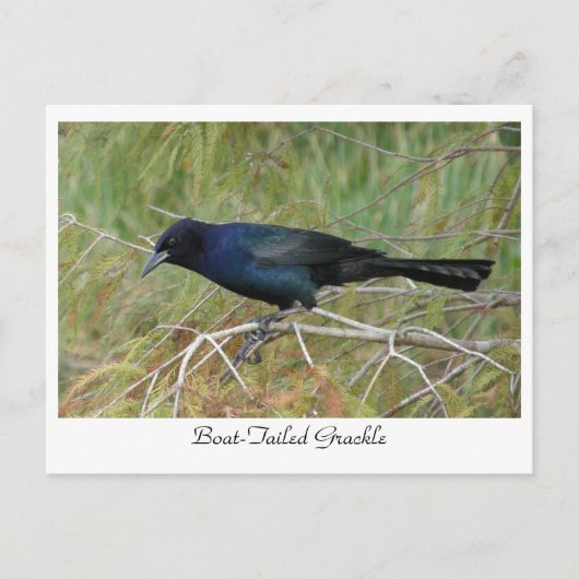 Boat-Tailed Grackle Briefkaart (Voorkant)