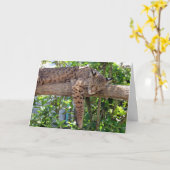 Bob Cat - Cat Nappin' Vaderdag Kaart (Gele Bloem)