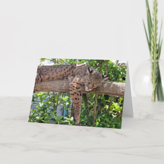 Bob Cat - Cat Nappin' Vaderdag Kaart (Voorkant)