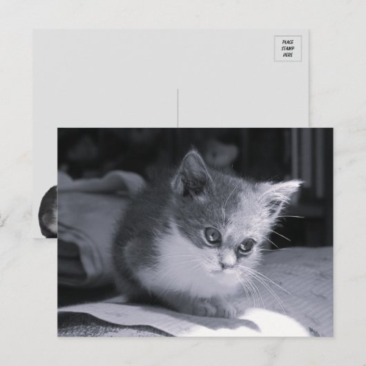 Bob in gedachten - Zwart-wit kat Briefkaart (Voorkant / Achterkant)