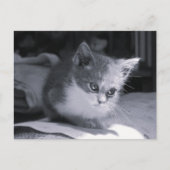 Bob in gedachten - Zwart-wit kat Briefkaart (Voorkant)
