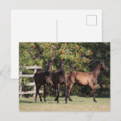 Bob Langrish | 3 Andalucian Youngsters Standing Briefkaart (Voorkant / Achterkant)