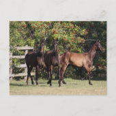 Bob Langrish | 3 Andalucian Youngsters Standing Briefkaart (Voorkant)
