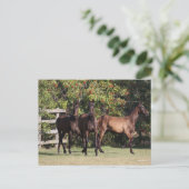 Bob Langrish | 3 Andalucian Youngsters Standing Briefkaart (Staand voorkant)