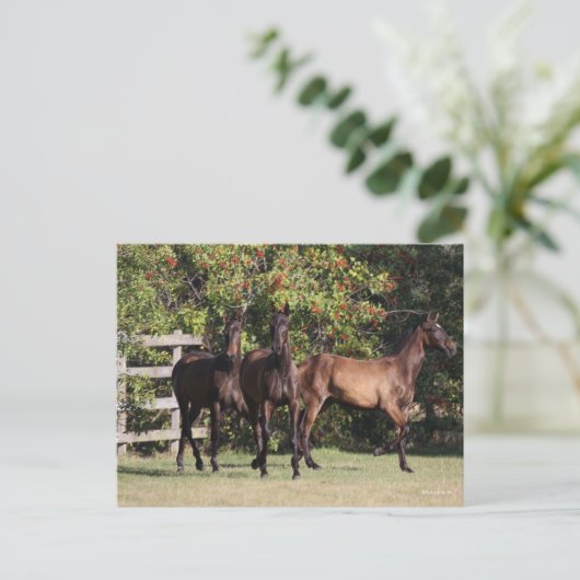 Bob Langrish | 3 Andalucian Youngsters Standing Briefkaart (Staand voorkant)